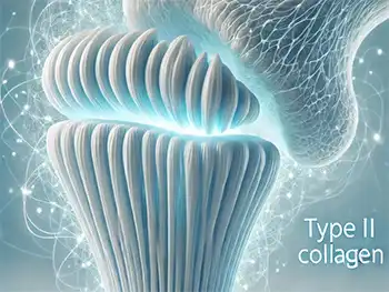 Why Choose Undenatured Type II Collagen Powder for Joint Health?